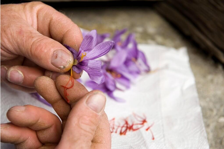 nhung-cau-chuyen-ve-saffron