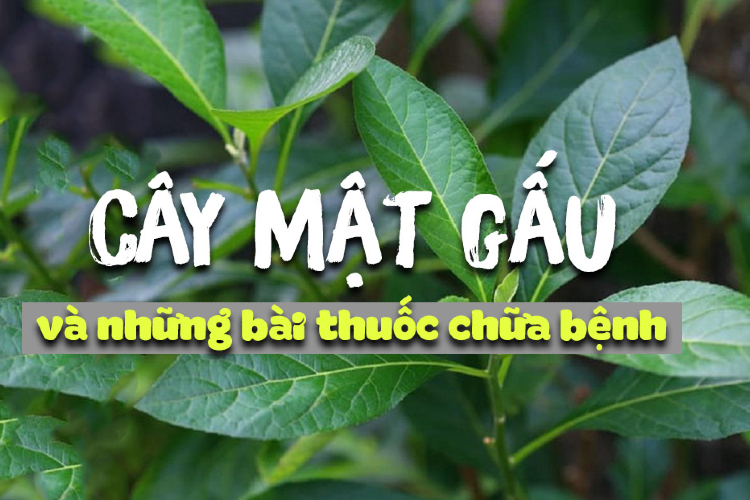 cay-mat-gau-ngam-ruou