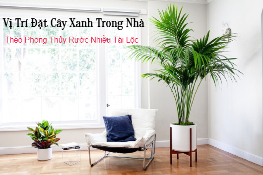 Vị Trí Đặt Cây Xanh Trong Nhà Theo Phong Thủy Rước Nhiều Tài Lộc